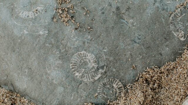 Rare British Jurassic Fossils Sold to Abu Dhabi Museum After UK Funding Shortfall