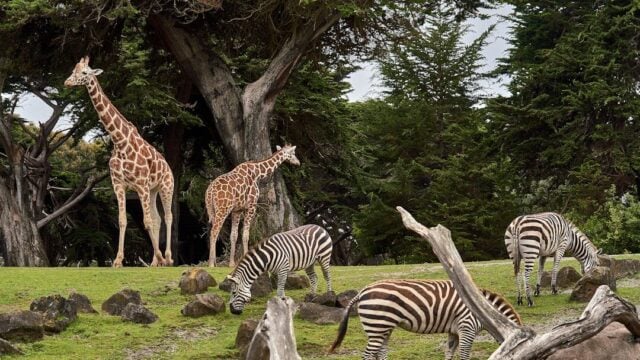 london-zoo-s-annual-health-check-journalarta-global