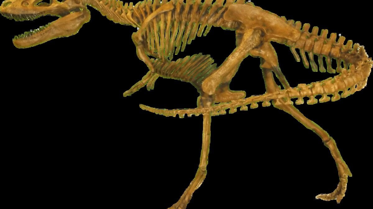 Rare Nanotyrannus skeleton sells for $47.3 million