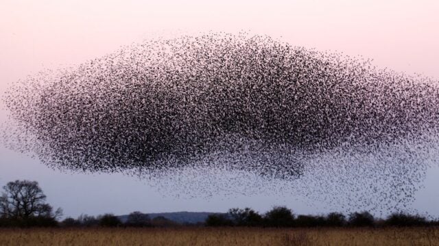 Flock moves to tighten access to police data after CEO admits company “got this one wrong”
