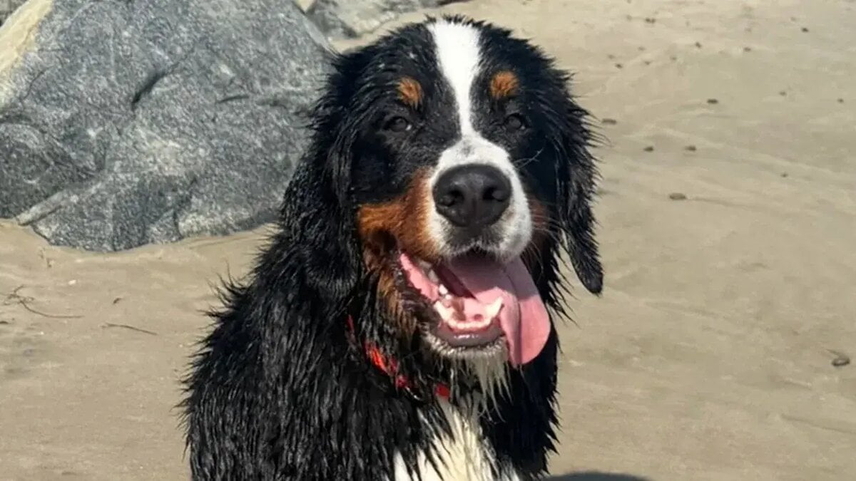 California Bill Would Let Pet Owners Sue Negligent Boarding Facilities