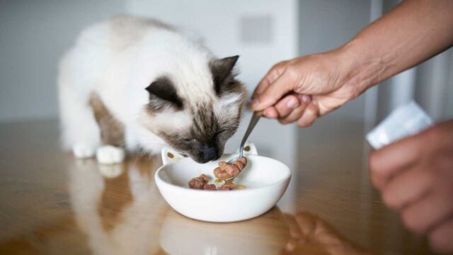 Cat food study finds heavy metals, glyphosate in tests