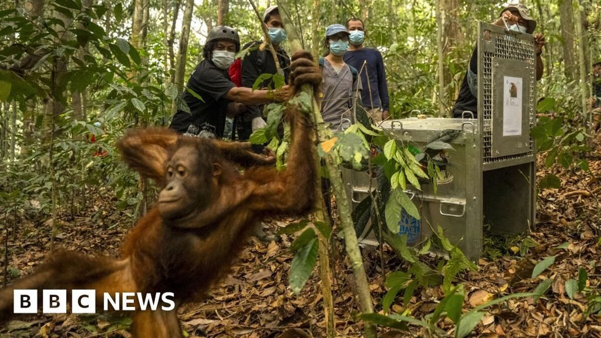Eight Orangutans Rescued From Indonesian Fires Released in Borneo Reserve
