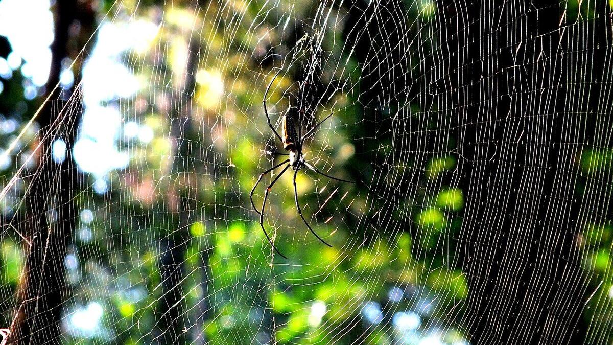 How Spiders Spin Silk Dope Into a Tougher-Than-Kevlar Fiber