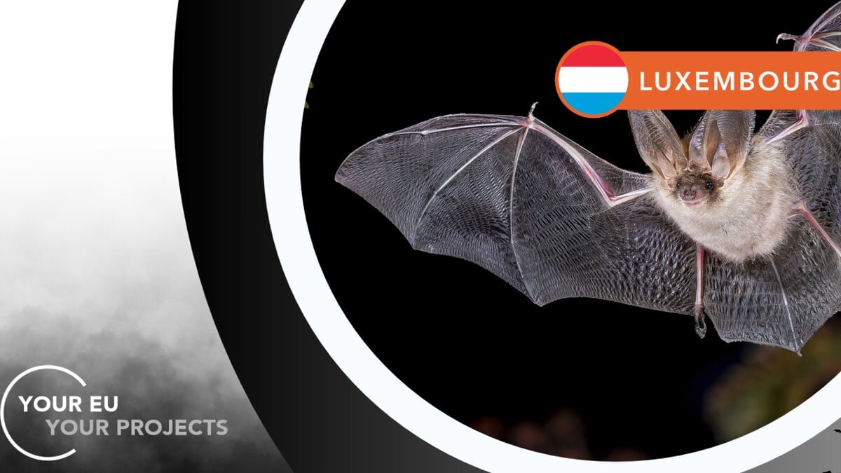 Your Your Projects Luxembourg: EU Backs Bats and Cities