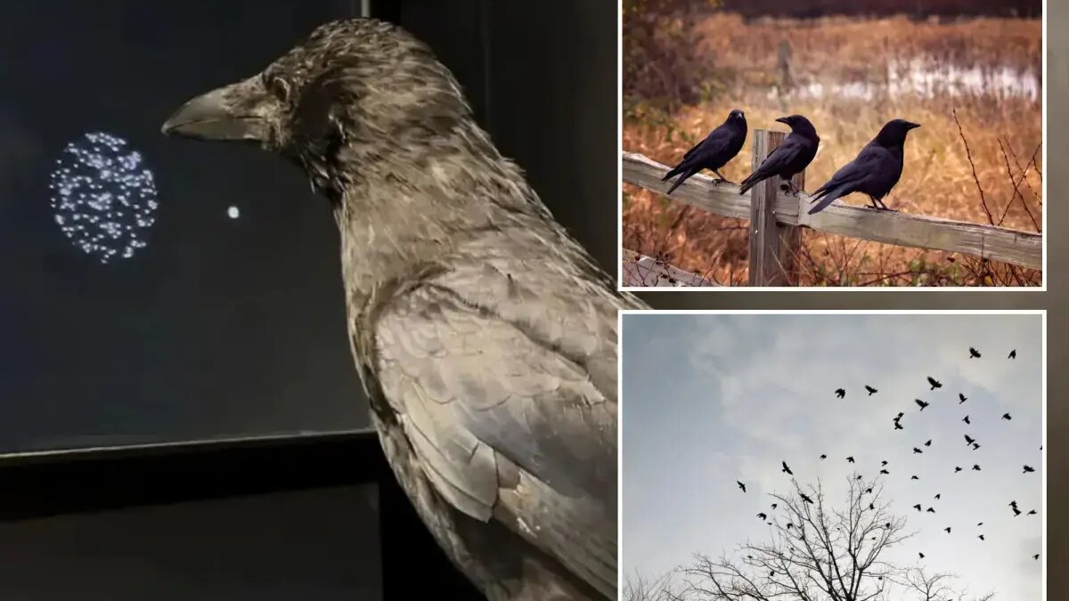 Crows make faster better decisions in screen test