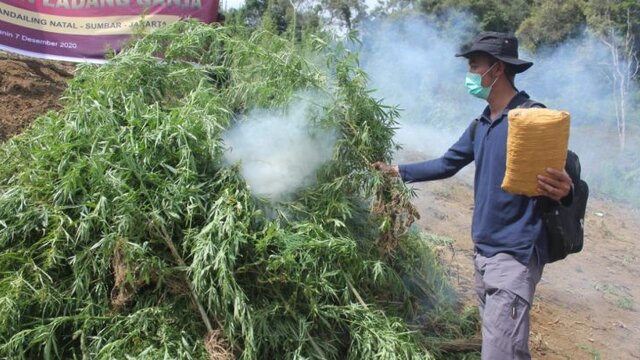 Bareskrim Polri Musnahkan 5 hektare Ladang Ganja di Sumut