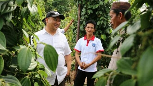 Harga Lada dan Sawit Naik, Ekonomi Petani Bangka Belitung Semakin Naik