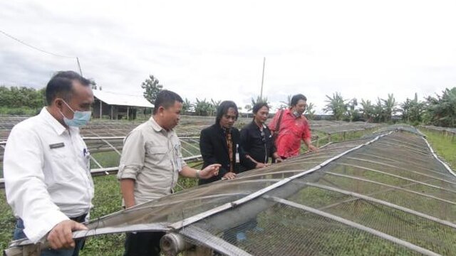 Pemprov. Babel Dedikasikan Diri Untuk Fokuskan Pengembangan Porang di Babel