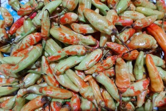 Cabai rawit