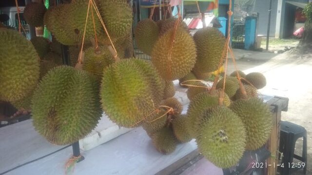 Musim Durian, Pedagang Durian Dadakan Menjamur