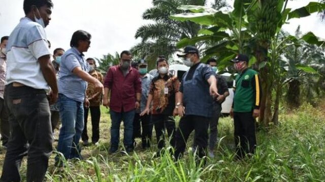 Erzaldi Rosman Tetapkan Porang Sebagai Komoditas Unggulan di Babel