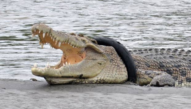 Buaya