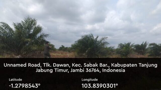 Lembaga RLH Soroti Tanaman Sawit ditengah Hutan HLG di Kelurahan Teluk Dawan