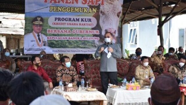 Gubernur Babel Apresiasi Petani Jalankan Program Penggemukan Sapi Melalui KUR