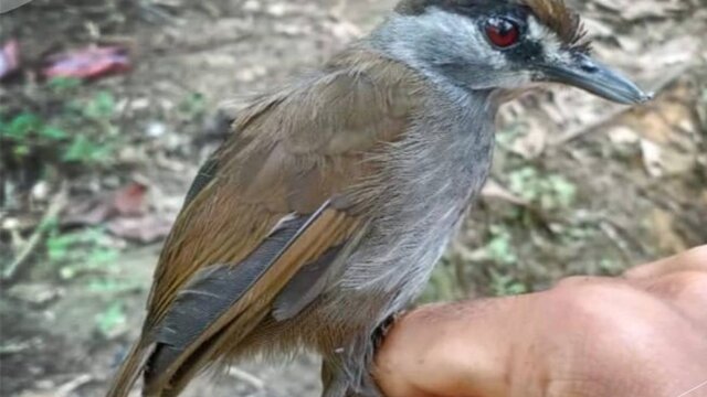 Misteri Burung Pelanduk Kalimantan Yang Hilang 170 Tahun Terpecahkan