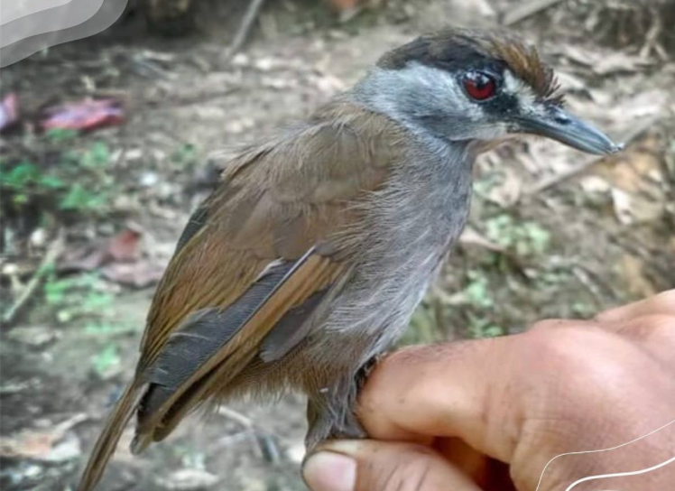 Burung Pelanduk Kalimantan
