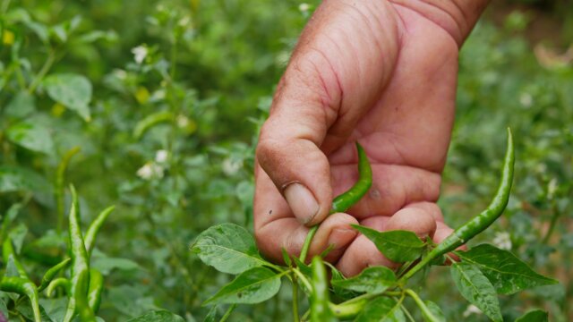 Produksi Holtikultura Tumbuh Positif di Masa Pandemi