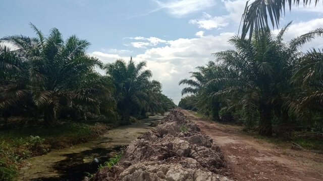 Kawasan Hutan Produksi Betara di Tanami Sawit, RLH: Dishut Kemana?