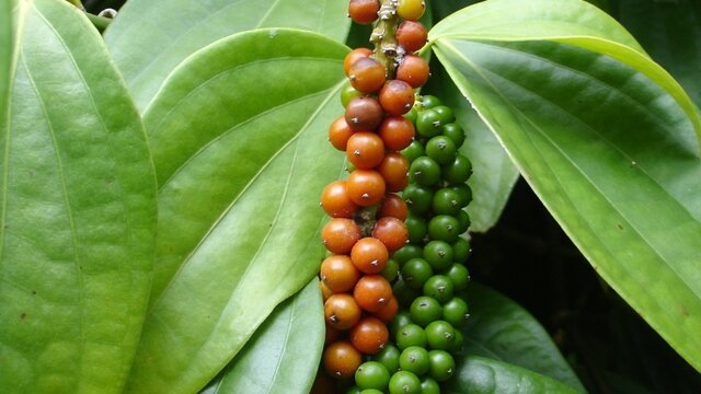 Harga Lada Babel Beranjak Naik Mendekati Rp70 Ribu/Kg
