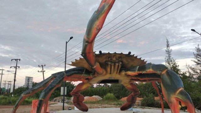 Kepiting Raksasa Sebesar Rumah Muncul di Perbatasan Kota Pangkalpinang