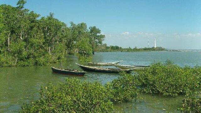 Sekitar 80.761 Hektar Ekosistem Mangrove Babel Rusak, Presiden Berikan Mandat