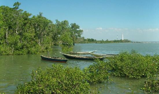 Rehabilitasi Mangrove
