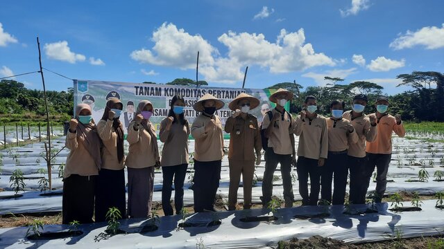 Tanam Cabe, Petani Bangka Tengah Ini Sukses Kuliahkan Anaknya