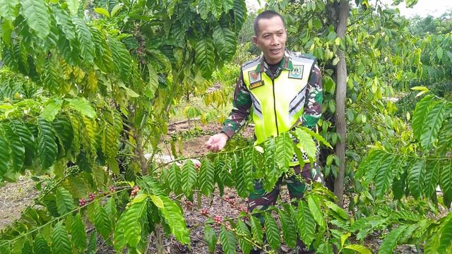 Danrem 045/Gaya Serahkan Pupuk dan Bibit Kopi Kepada Petani Dusun Mengkubung