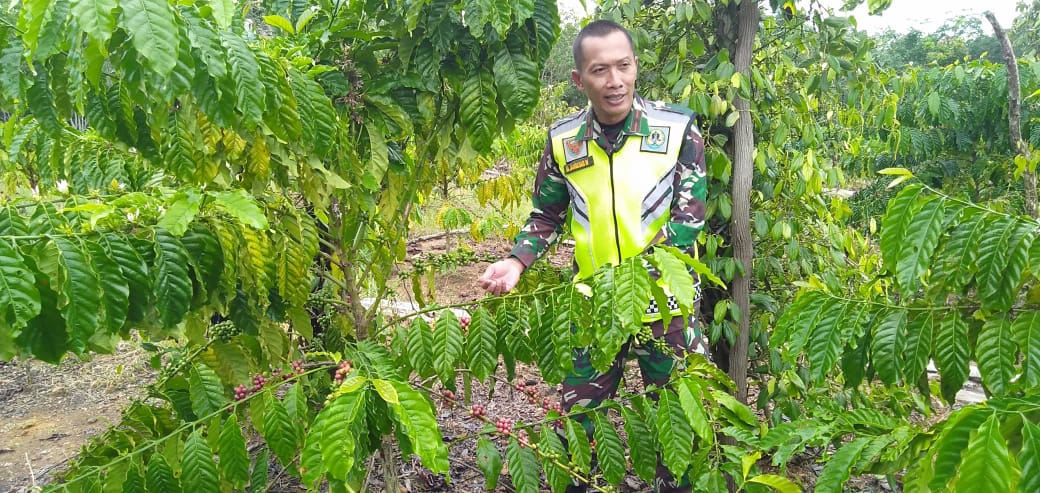 Petani Kopi Dusun Mengkubung