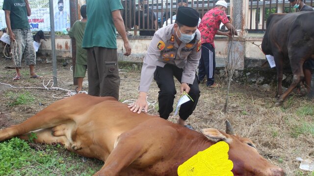 Polres Bangka Tengah Sembelih 15 Ekor Hewan Qurban