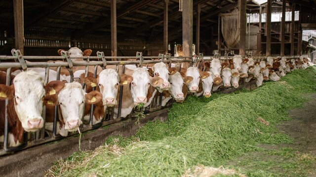 Populasi Sapi di Indonesia Banyak, Kenapa Daging Sapi Masih Impor?
