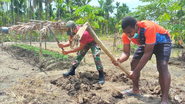 TNI dan Masyarakat Manfaatkan Lahan Kosong Menanam Sayuran di Papua
