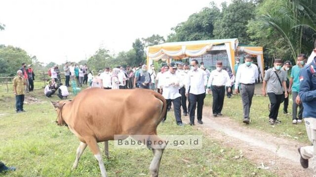 Gubernur Babel Serahkan Bantuan 20 Ekor Sapi di Desa Cambai