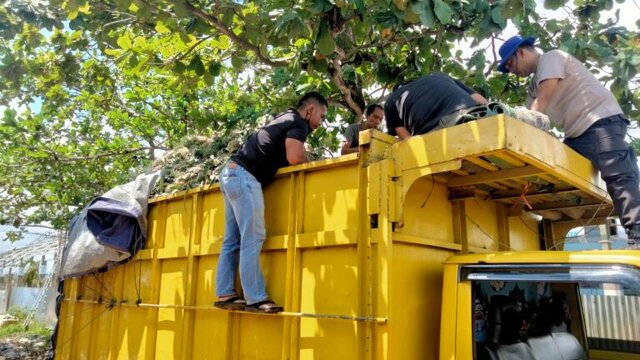 Dua Truk Pengangkut Nanas Seludupkan Pasir Timah, Satu Sopir Positif Narkoba
