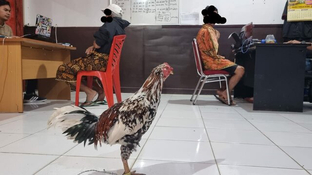 Tim Resmob Polres Torut Amankan Pelaku Judi Sabung Ayam