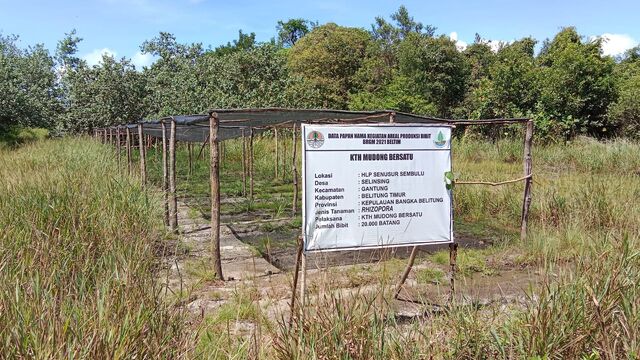 Proyek Mangrove 2021 Di Babel Bernilai Miliaran Kini Menuai Masalah