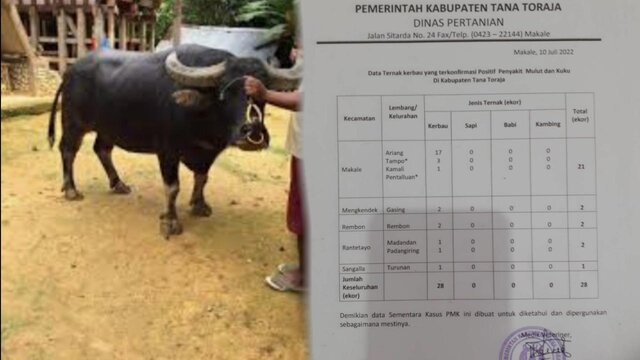 17 Ekor Kerbau Di Toraja Diduga Terpapar Penyakit Mulut Dan Kuku