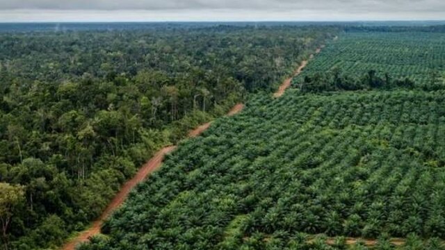 Ketua PWRI Babel Angkat Bicara Terkait Isu Pelapor Perambahan Hutan Di Kota Waringin Kabur