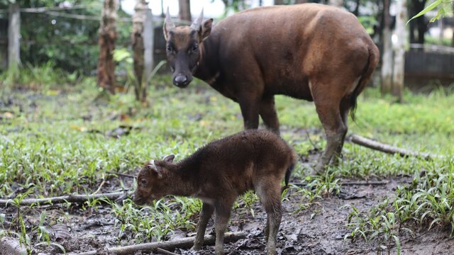 Anoa Melahirkan Bayi Kelima Di ABC Manado