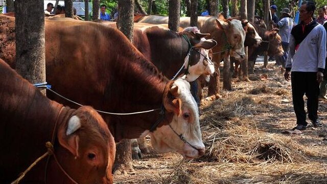 Ternyata Urine Sapi Bisa Dibuat Pupuk Organik Cair, Ini Faktanya
