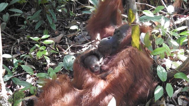 Orangutan Kalimantan Lahirkan Seekor Bayi di SML