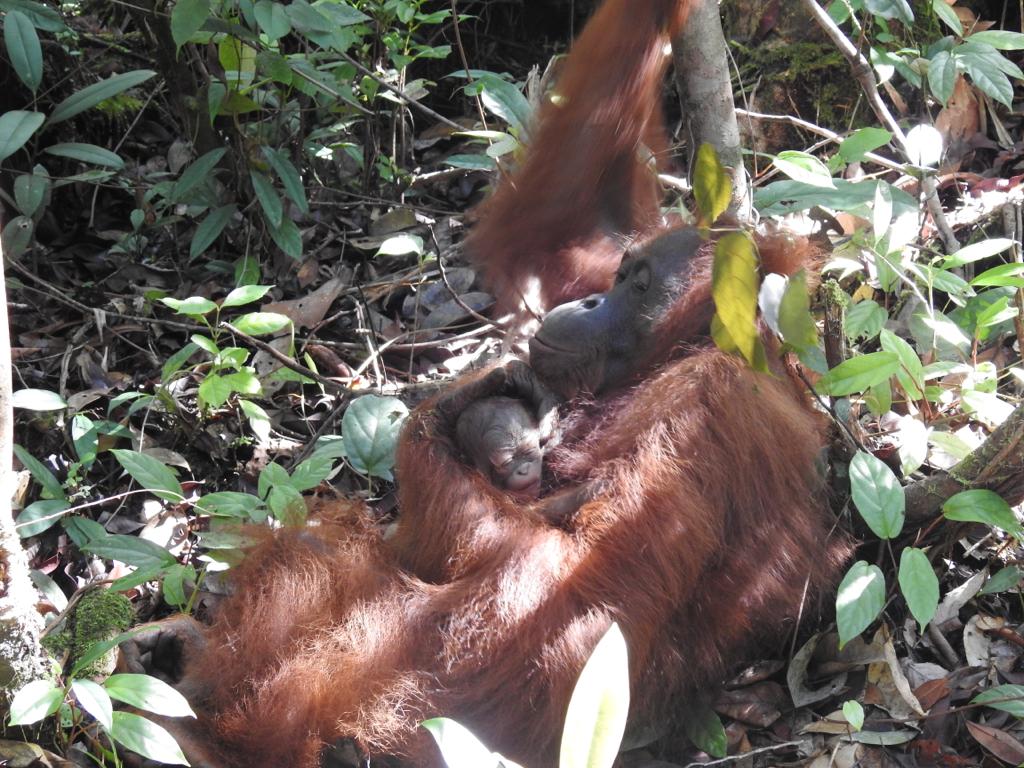 Orangutan Kalimanta