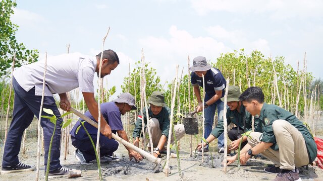 Peringati Hari Mangrove Sedunia, PT Timah Tanam 5000 Mangrove di Pantai Menuang