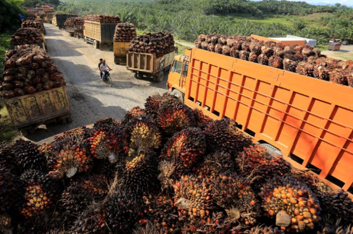 Harga Referensi CPO Periode Juli Meningkat Ini Rinciannya JournalArta