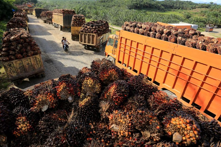 Harga Referensi CPO