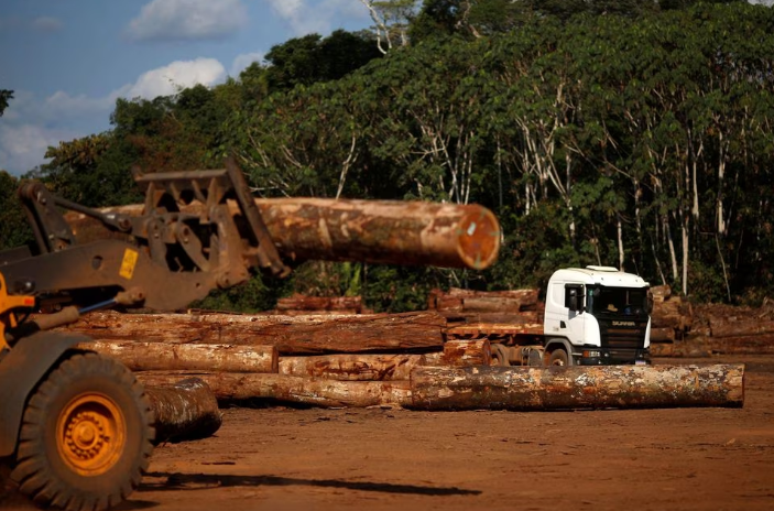 Illustrasi Illegal Logging