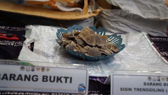 Tersangka Penyelundupan 360 Kg Sisik Trenggiling di Banjarmasin Siap Disidangkan