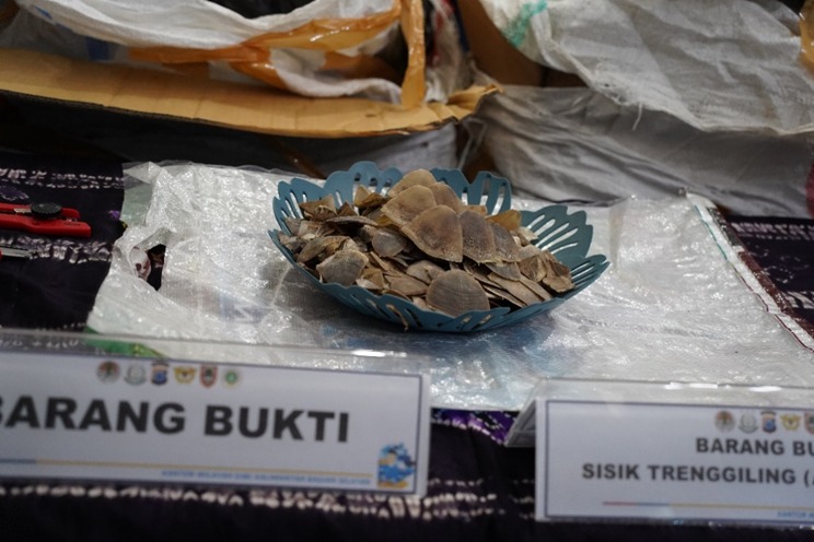 Sisik Trenggiling (Manis javanica)