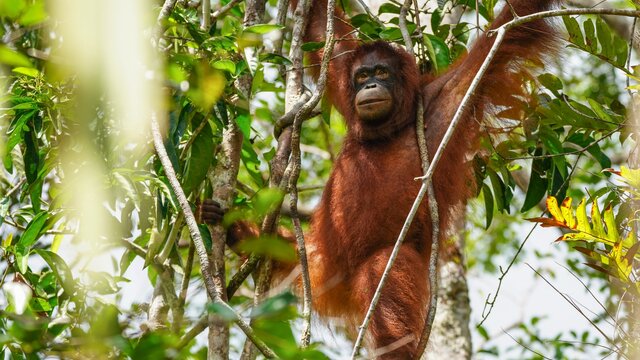 Kerja Sama KLHK-USAID Dimulai Dari Orangutan Taman Nasional Tanjung Puting